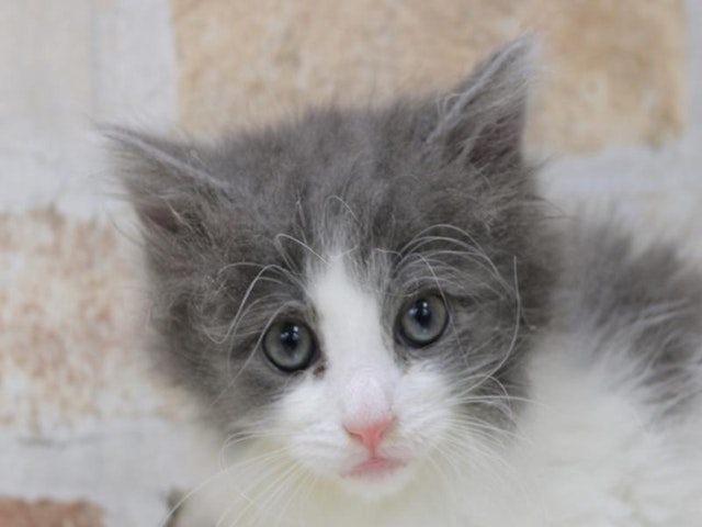 鳥取県のノルウェージャンフォレストキャット (ペッツワンFC鳥取店/2024年1月24日生まれ/女の子/ブルータビーホワイト)の子猫
